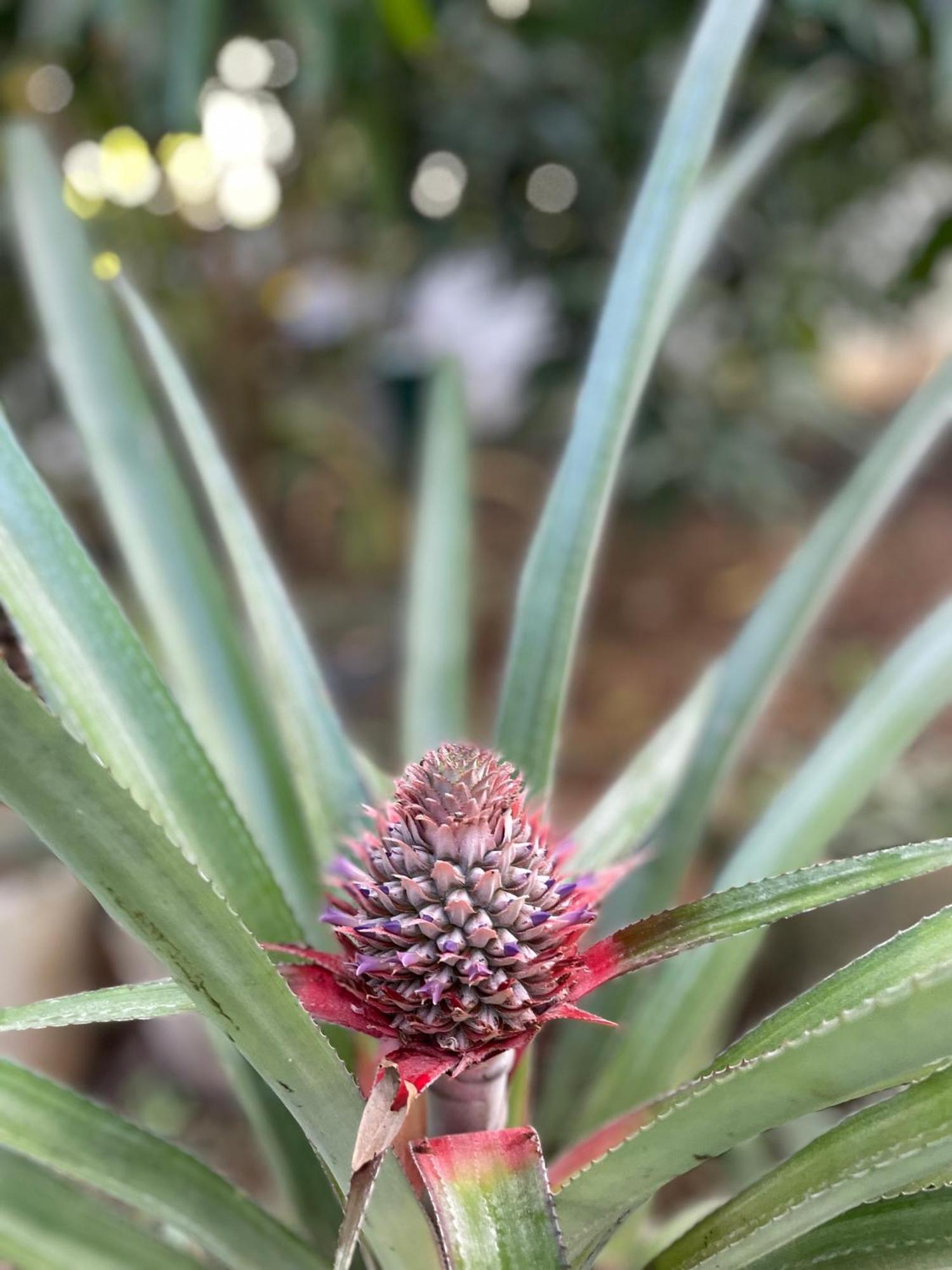 טנגלה Star Beach Villa מראה חיצוני תמונה